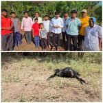 महावितरणच्या कथित हलगर्जीपणामुळे मोठा अपघात घडल्याची घटना समोर आली आहे. तुटलेल्या विजेच्या तारेच्या संपर्कात आल्याने एका शेळीचा मृत्यू झाला, तर १६ वर्षीय मुलगा थोडक्यात बचावला.